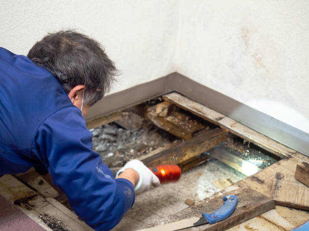 Best Water Damage Restoration  in Long Hill, CT