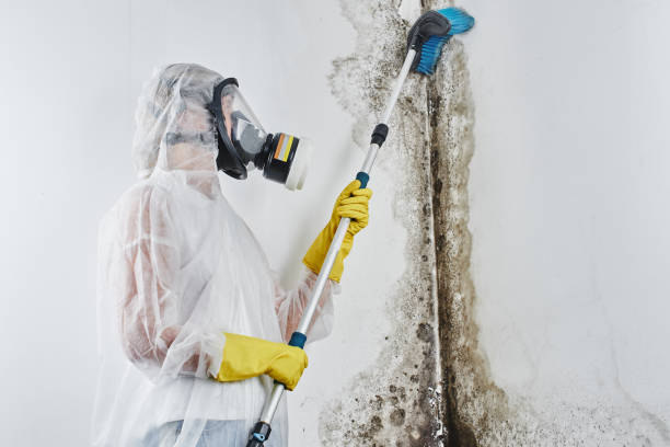 Long Hill, CT Mold Removal Company