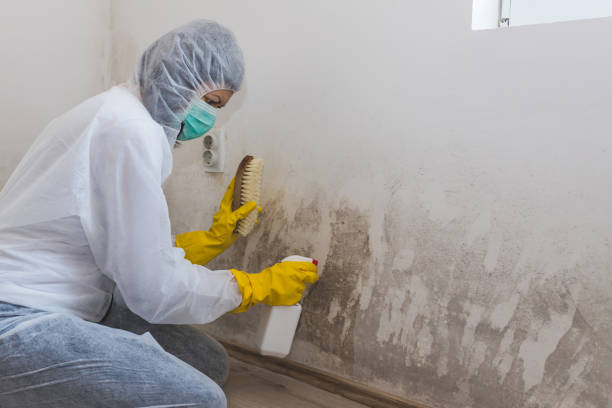 Best Residential Mold Removal  in Long Hill, CT