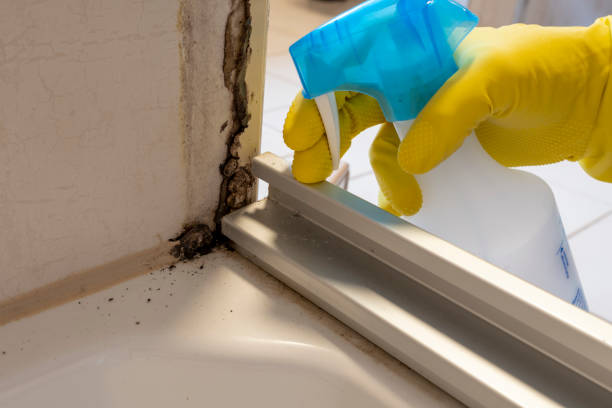 Best Mold Cleaning Services  in Long Hill, CT
