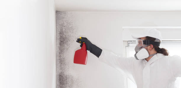 Best Toxic Mold Removal  in Long Hill, CT