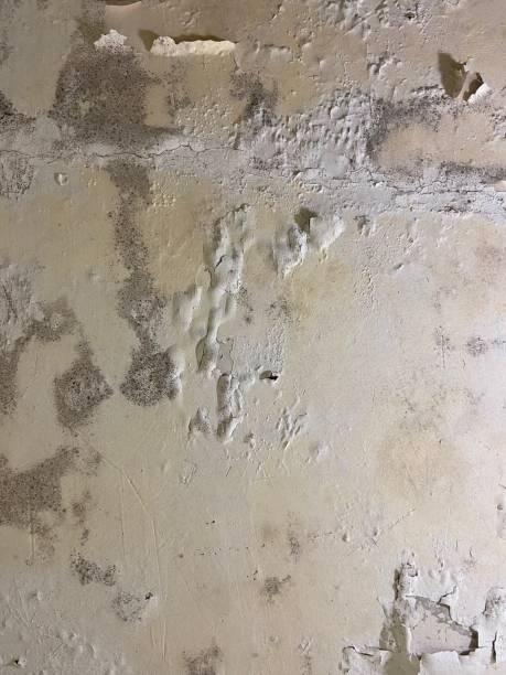 Best Crawl Space Mold Removal  in Long Hill, CT