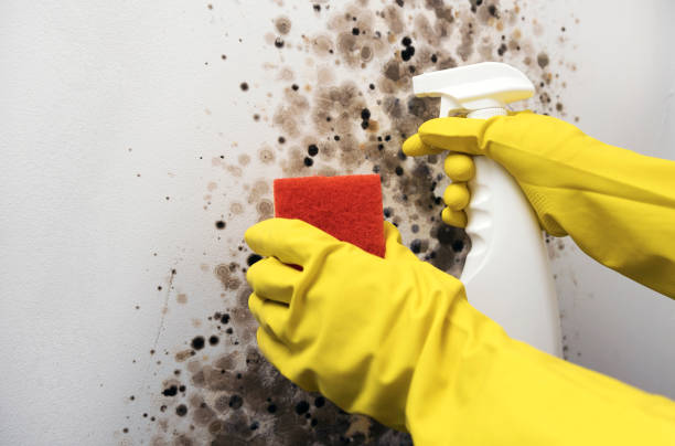 Attic Mold Removal in Long Hill, CT