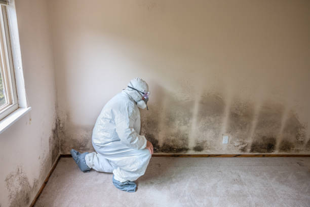Best Home Mold Removal  in Long Hill, CT