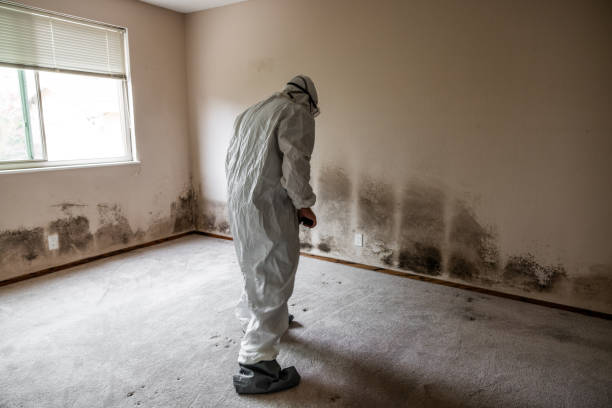 Best Mold Testing  in Long Hill, CT
