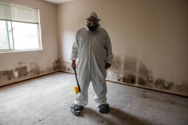 Best Black Mold Removal  in Long Hill, CT