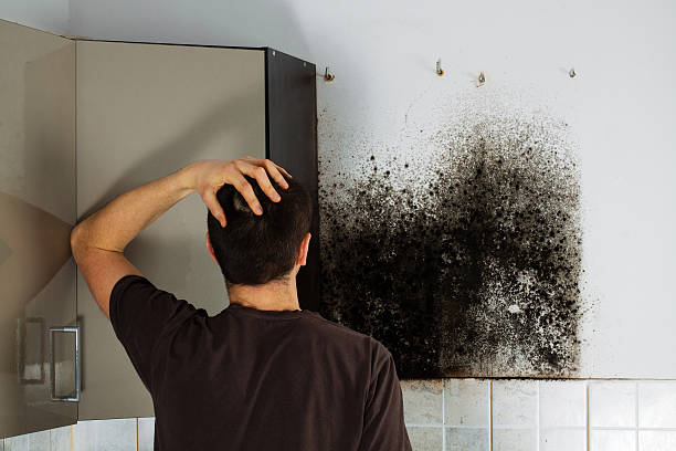 Best Certified Mold Removal  in Long Hill, CT
