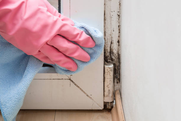 Best Attic Mold Removal  in Long Hill, CT
