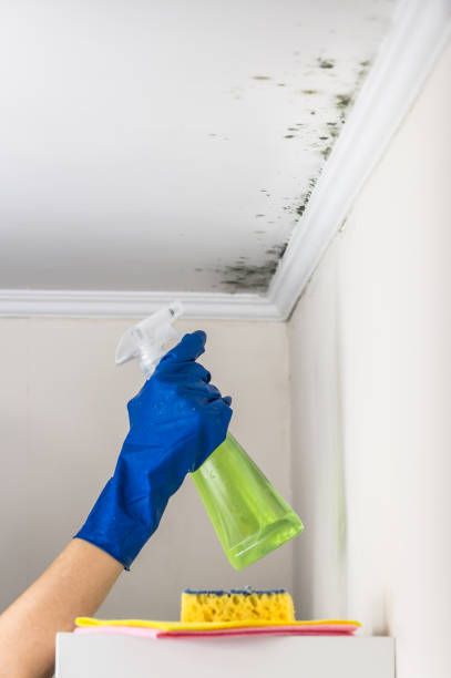 Best Attic Mold Removal  in Long Hill, CT