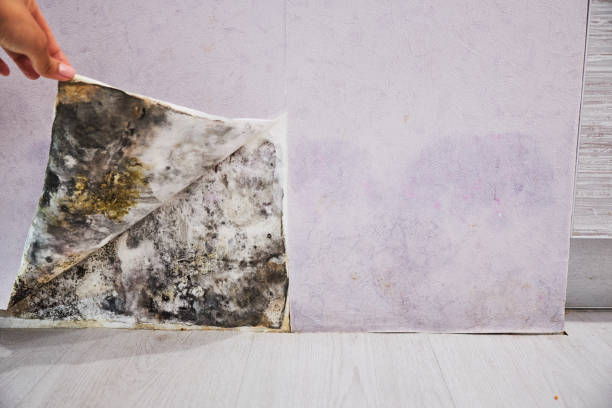 Best Office Mold Removal Services  in Long Hill, CT